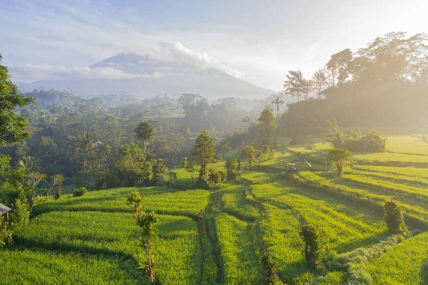 Rice Terrace, Bali, Indonesia